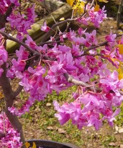 Brighter Blooms The Rising Sun™ Redbud Tree 9 Brighter Blooms The Rising Sun™ Redbud Tree