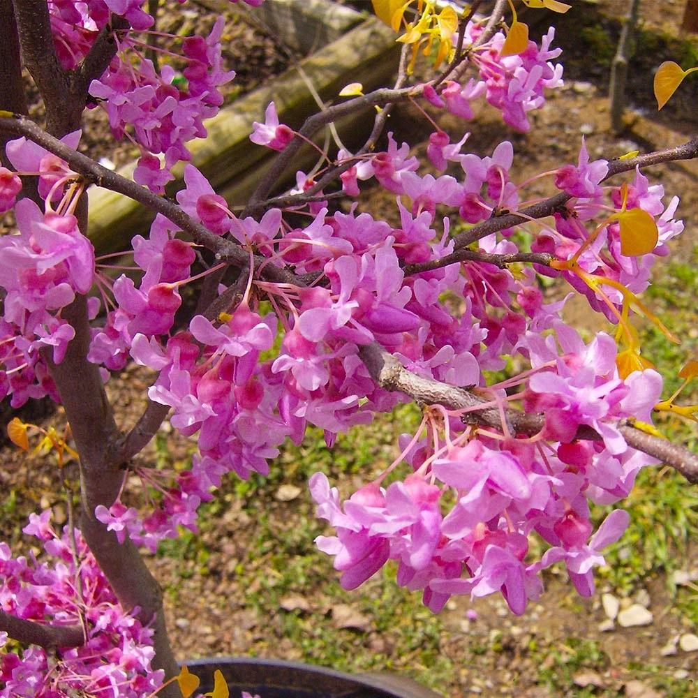 Brighter Blooms The Rising Sun™ Redbud Tree 4 Brighter Blooms The Rising Sun™ Redbud Tree