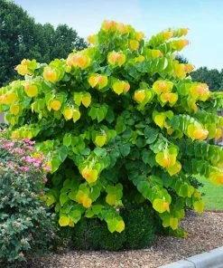 Brighter Blooms The Rising Sunâ„¢ Redbud Tree