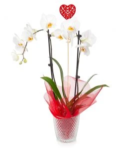 Brighter Blooms SHOP ALL White Orchid Plant