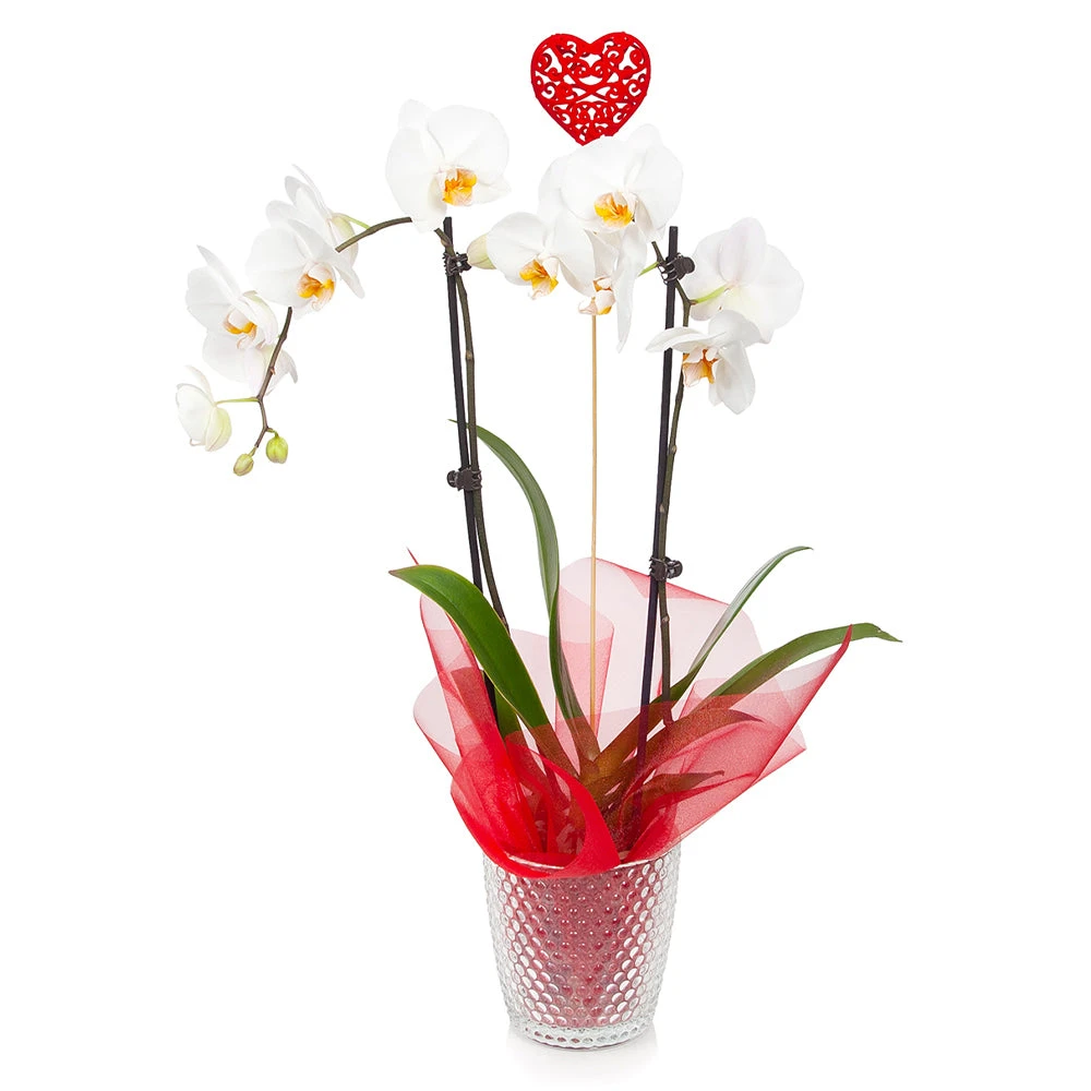 Brighter Blooms SHOP ALL White Orchid Plant 2 Brighter Blooms SHOP ALL White Orchid Plant