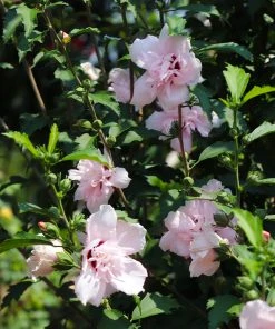 Brighter Blooms Pink Rose Of Sharon Althea Shrub 5 Brighter Blooms Pink Rose Of Sharon Althea Shrub