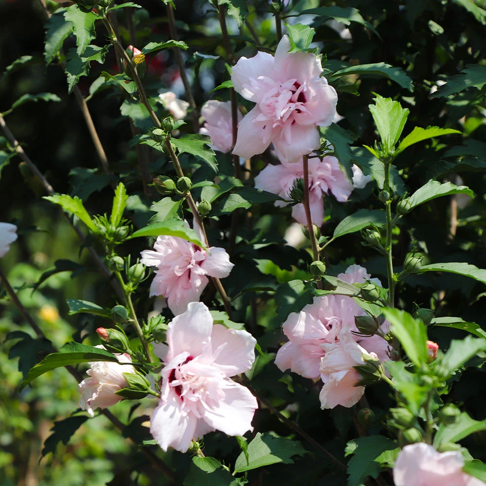 Brighter Blooms Pink Rose Of Sharon Althea Shrub 3 Brighter Blooms Pink Rose Of Sharon Althea Shrub