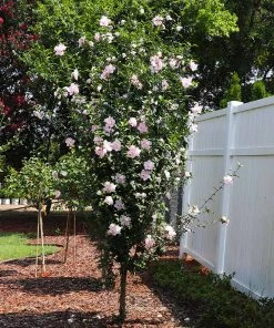 Brighter Blooms Pink Rose Of Sharon Althea Shrub
