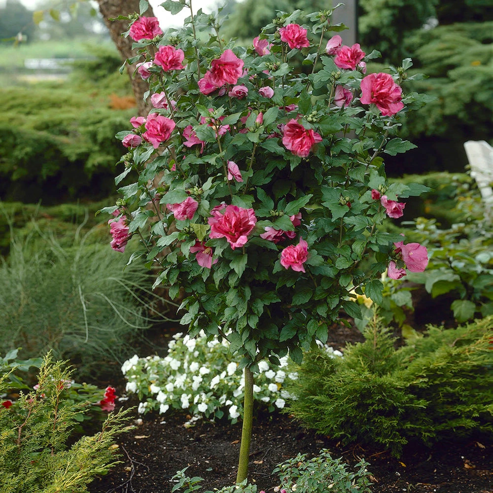 Brighter Blooms Red Rose Of Sharon Althea Tree Flowering Trees 2 Brighter Blooms Red Rose Of Sharon Althea Tree Flowering Trees