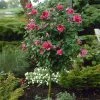 Brighter Blooms Red Rose Of Sharon Althea Tree Flowering Trees