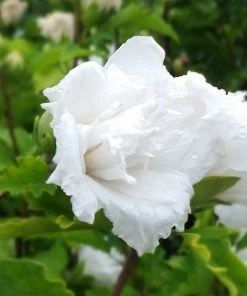 Brighter Blooms White Rose Of Sharon Althea Tree Shrubs & Hedges 5 Brighter Blooms White Rose Of Sharon Althea Tree Shrubs & Hedges