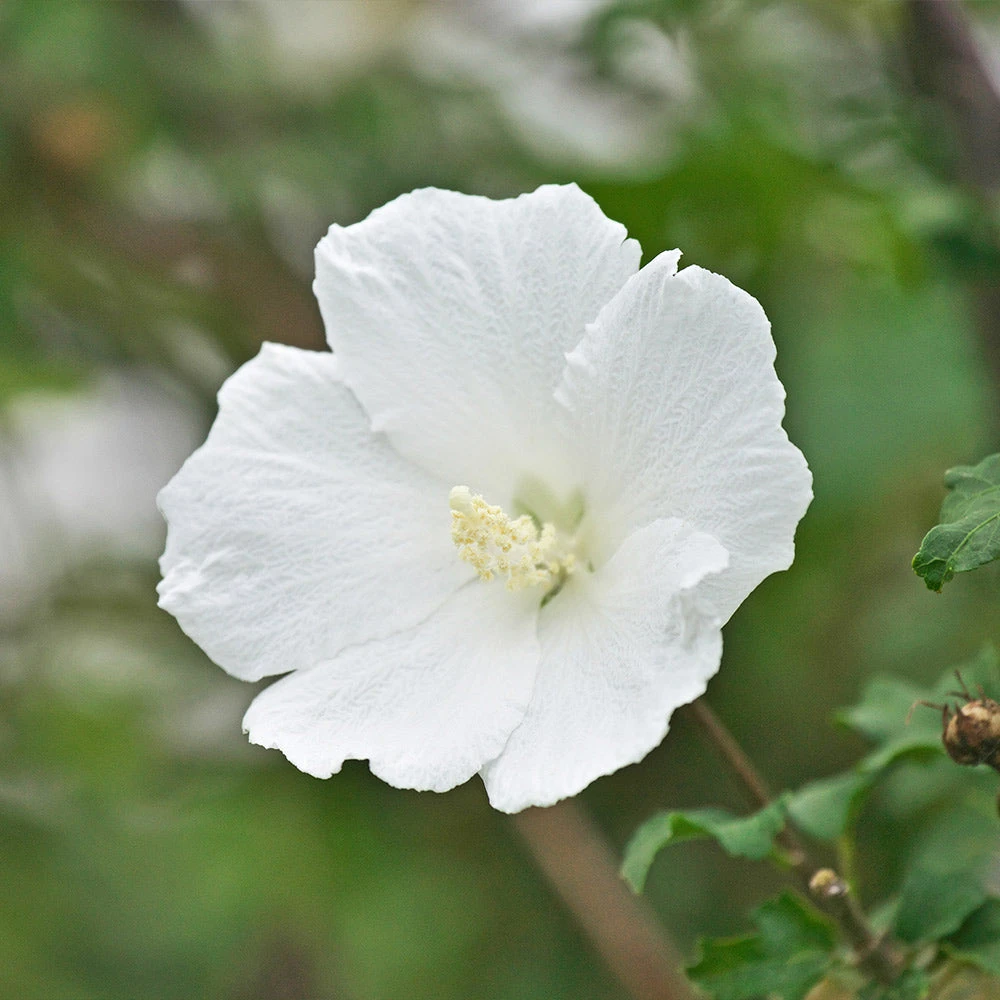Brighter Blooms White Rose Of Sharon Althea Shrub 2 Brighter Blooms White Rose Of Sharon Althea Shrub