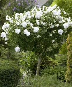 BrighterBlooms Sales 37 Brighter Blooms White Rose Of Sharon Althea Tree Shrubs & Hedges