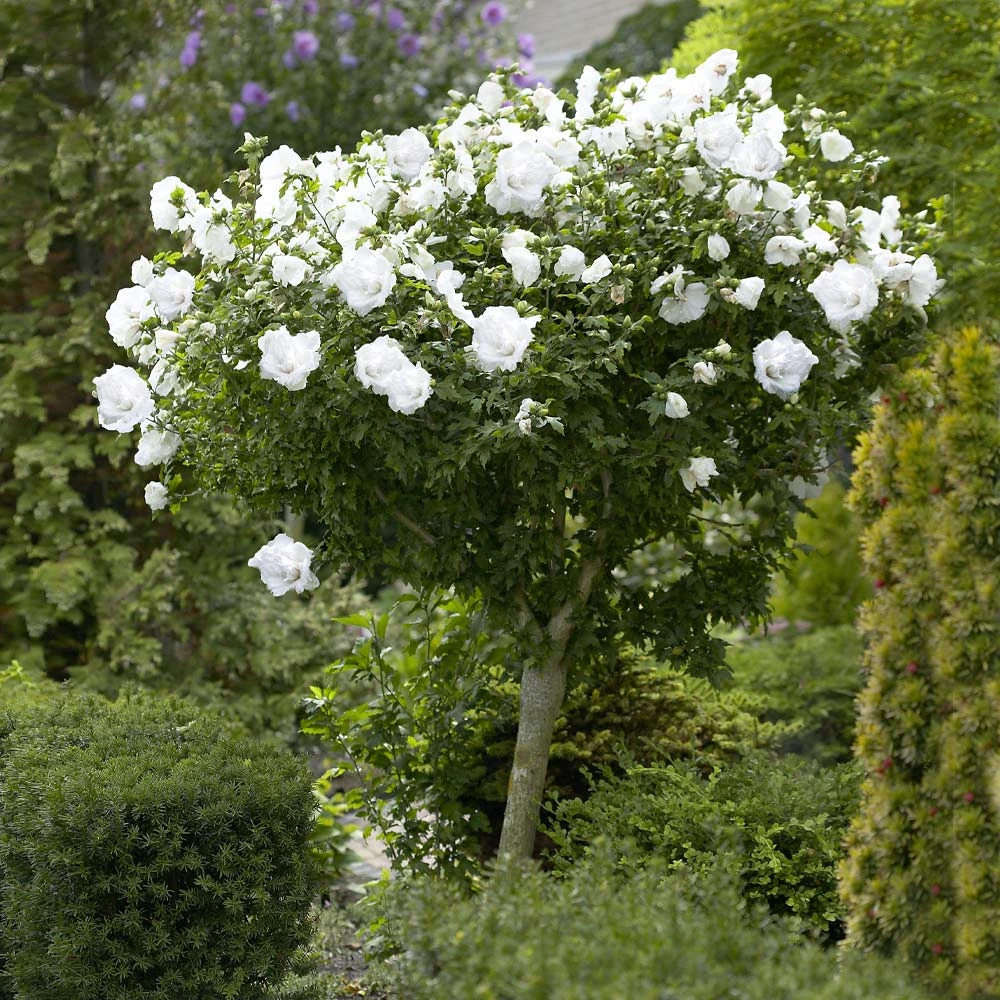 Brighter Blooms White Rose Of Sharon Althea Tree Shrubs & Hedges 2 Brighter Blooms White Rose Of Sharon Althea Tree Shrubs & Hedges