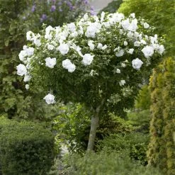 Brighter Blooms White Rose Of Sharon Althea Tree Shrubs & Hedges