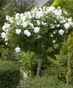 Brighter Blooms White Rose Of Sharon Althea Tree Shrubs & Hedges