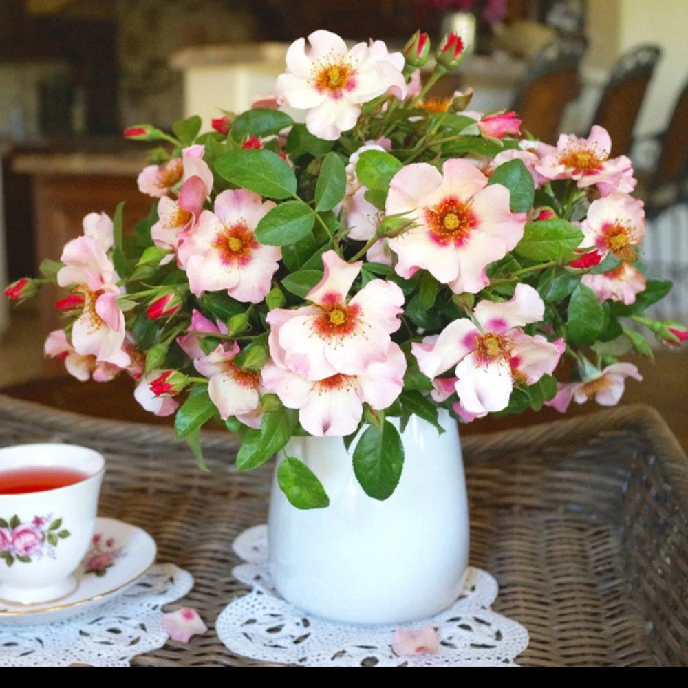 Brighter Blooms Raspberry Kiss™ Rose Tree 4 Brighter Blooms Raspberry Kiss™ Rose Tree