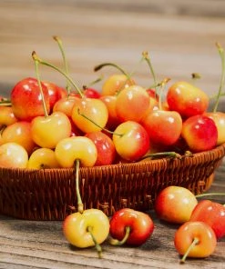 Brighter Blooms Royal Ann Cherry 6 Brighter Blooms Royal Ann Cherry