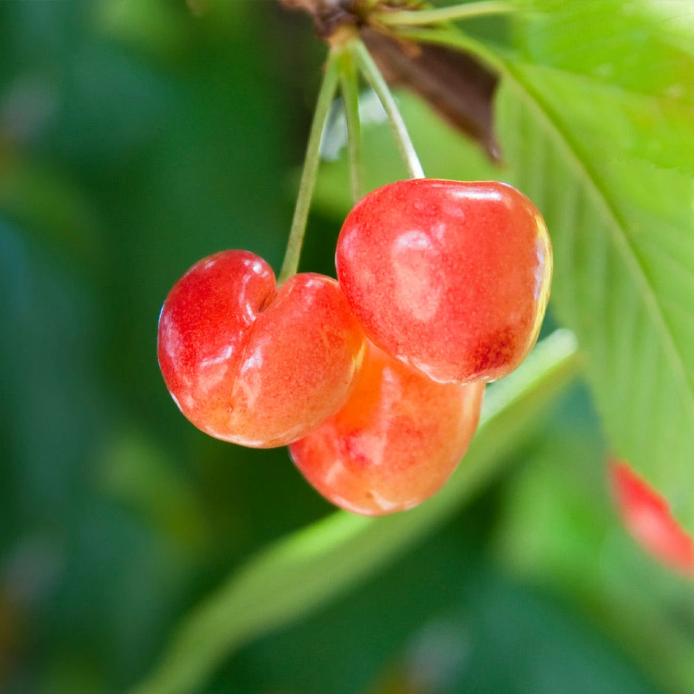 Brighter Blooms Royal Ann Cherry 2 Brighter Blooms Royal Ann Cherry