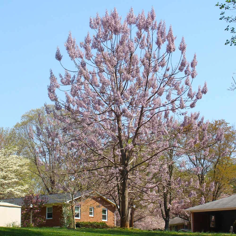 Brighter Blooms Royal Empress Tree Flowering Trees 3 Brighter Blooms Royal Empress Tree Flowering Trees