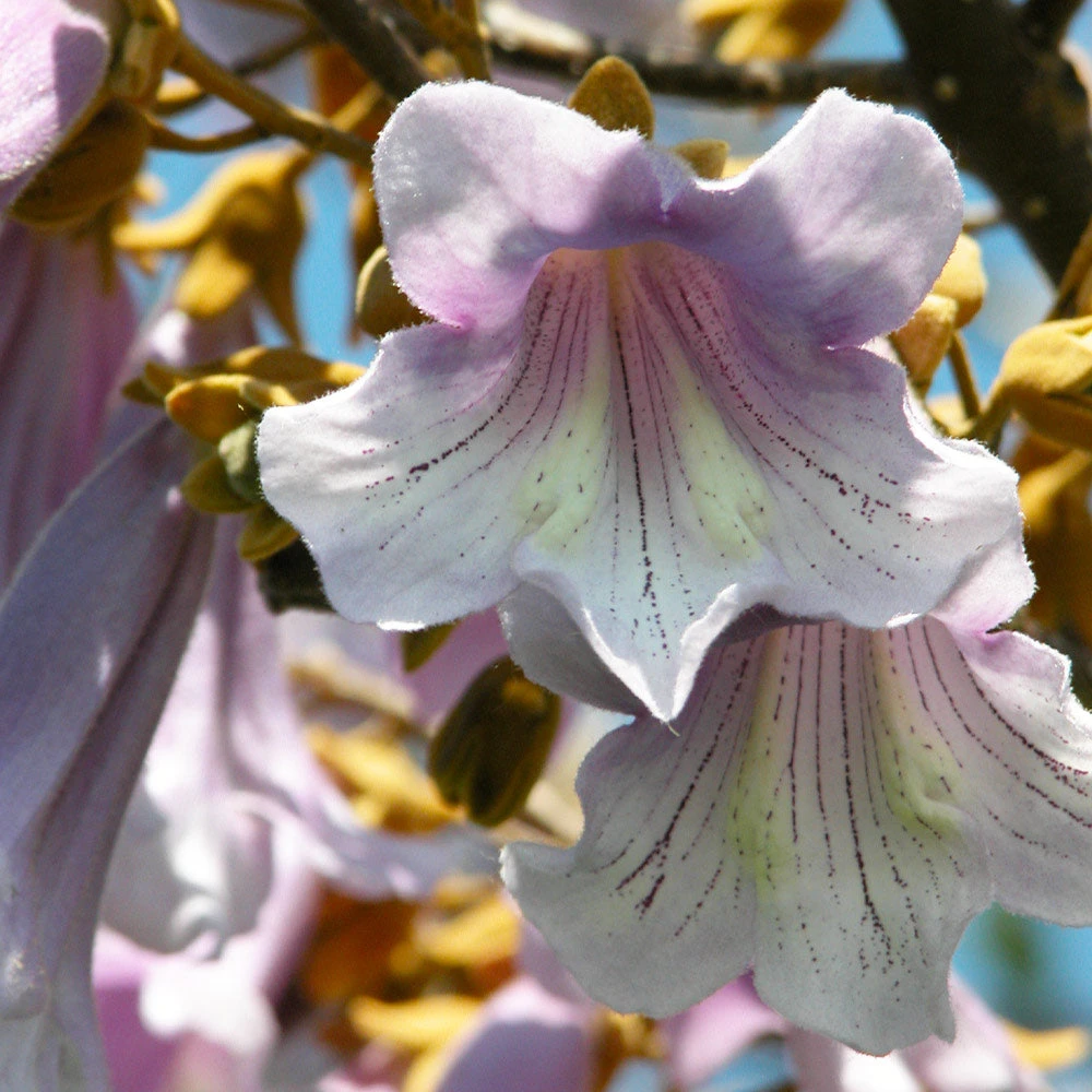 Brighter Blooms Royal Empress Tree Flowering Trees 7 Brighter Blooms Royal Empress Tree Flowering Trees