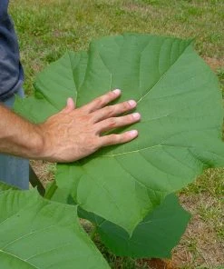 Brighter Blooms Royal Empress Tree Flowering Trees 12 Brighter Blooms Royal Empress Tree Flowering Trees
