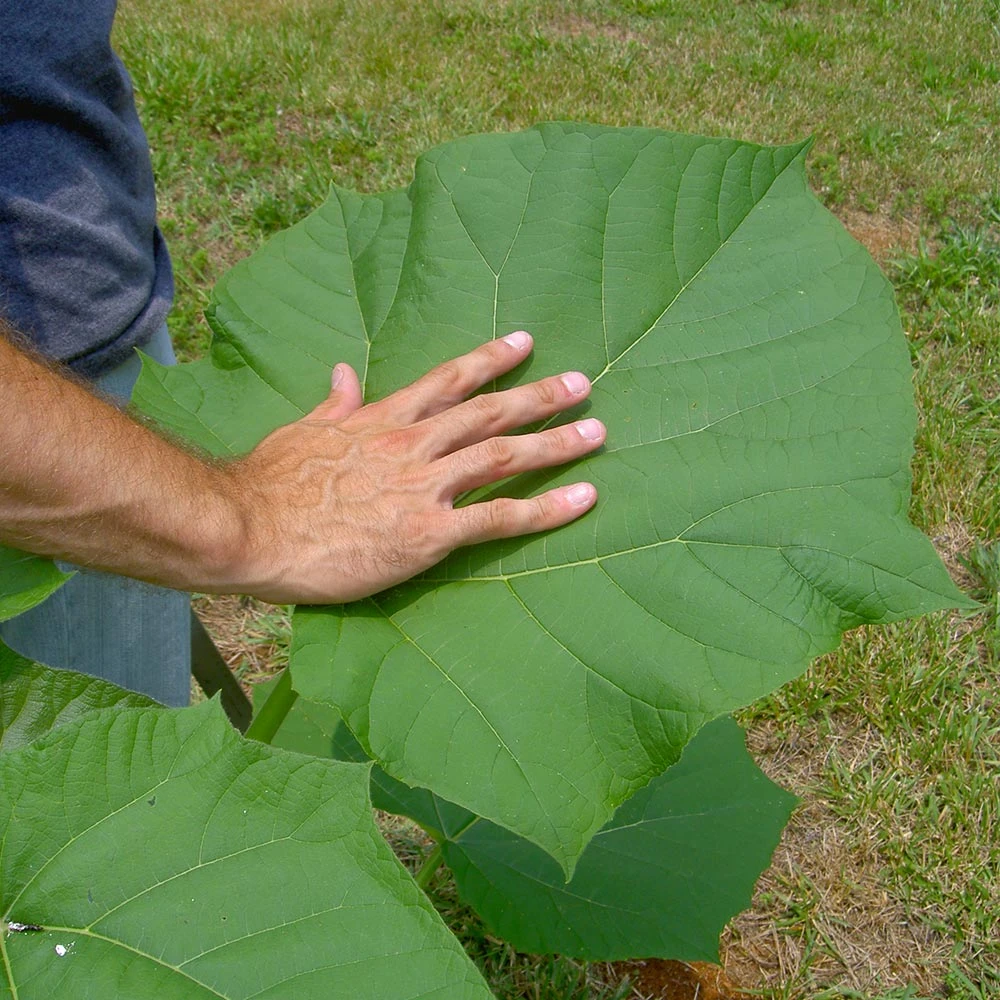 Brighter Blooms Royal Empress Tree Flowering Trees 6 Brighter Blooms Royal Empress Tree Flowering Trees