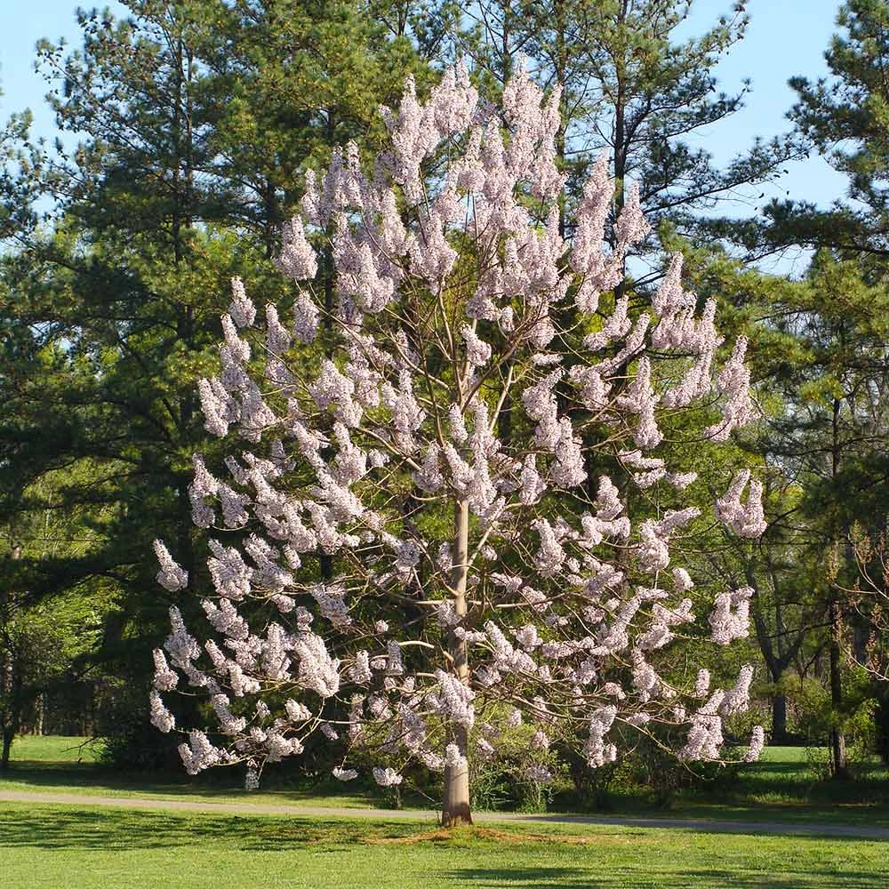 Brighter Blooms Royal Empress Tree Flowering Trees 2 Brighter Blooms Royal Empress Tree Flowering Trees