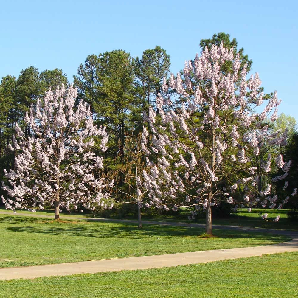 Brighter Blooms Royal Empress Tree Flowering Trees 5 Brighter Blooms Royal Empress Tree Flowering Trees