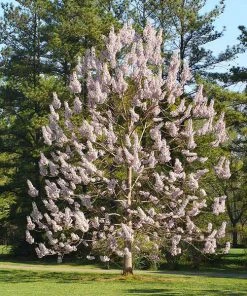 Brighter Blooms Royal Empress Tree Flowering Trees