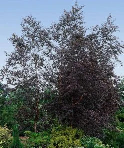 Brighter Blooms Royal Frost Birch Shade Trees 7 Brighter Blooms Royal Frost Birch Shade Trees