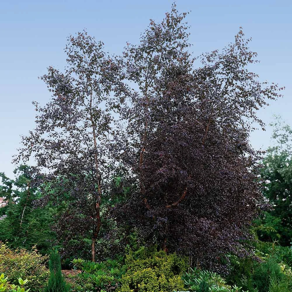 Brighter Blooms Royal Frost Birch Shade Trees 4 Brighter Blooms Royal Frost Birch Shade Trees