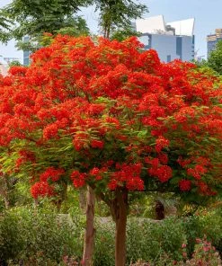 Brighter Blooms Flowering Trees Royal Poinciana Tree
