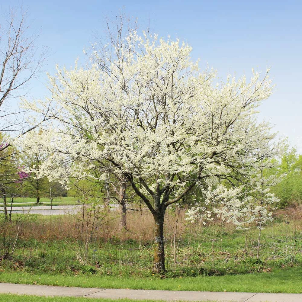 Brighter Blooms Royal White Redbud Tree Flowering Trees 2 Brighter Blooms Royal White Redbud Tree Flowering Trees