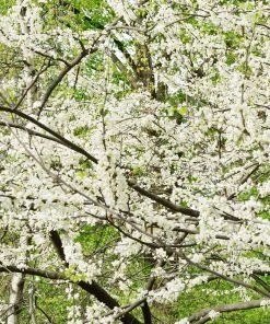 Brighter Blooms Royal White Redbud Tree Flowering Trees 7 Brighter Blooms Royal White Redbud Tree Flowering Trees