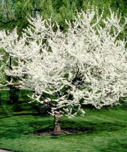Brighter Blooms Royal White Redbud Tree Flowering Trees 8 Brighter Blooms Royal White Redbud Tree Flowering Trees