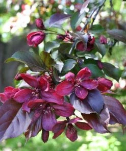 Brighter Blooms Royalty Crabapple Tree