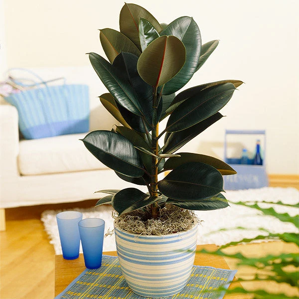 Brighter Blooms House & Patio Rubber Tree Plant 1 Brighter Blooms House & Patio Rubber Tree Plant