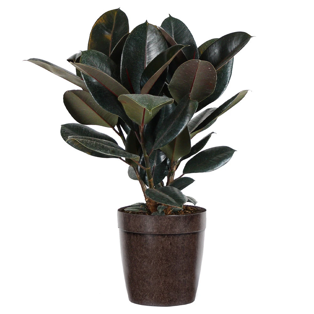 Brighter Blooms House & Patio Rubber Tree Plant 5 Brighter Blooms House & Patio Rubber Tree Plant
