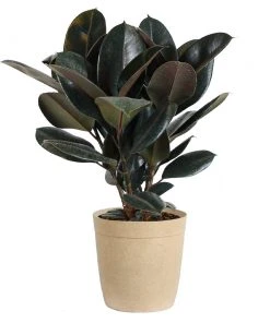 Brighter Blooms House & Patio Rubber Tree Plant 15 Brighter Blooms House & Patio Rubber Tree Plant