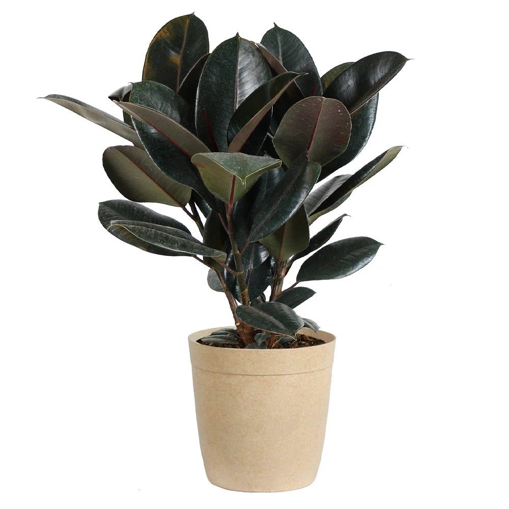Brighter Blooms House & Patio Rubber Tree Plant 6 Brighter Blooms House & Patio Rubber Tree Plant