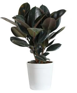 Brighter Blooms House & Patio Rubber Tree Plant 16 Brighter Blooms House & Patio Rubber Tree Plant