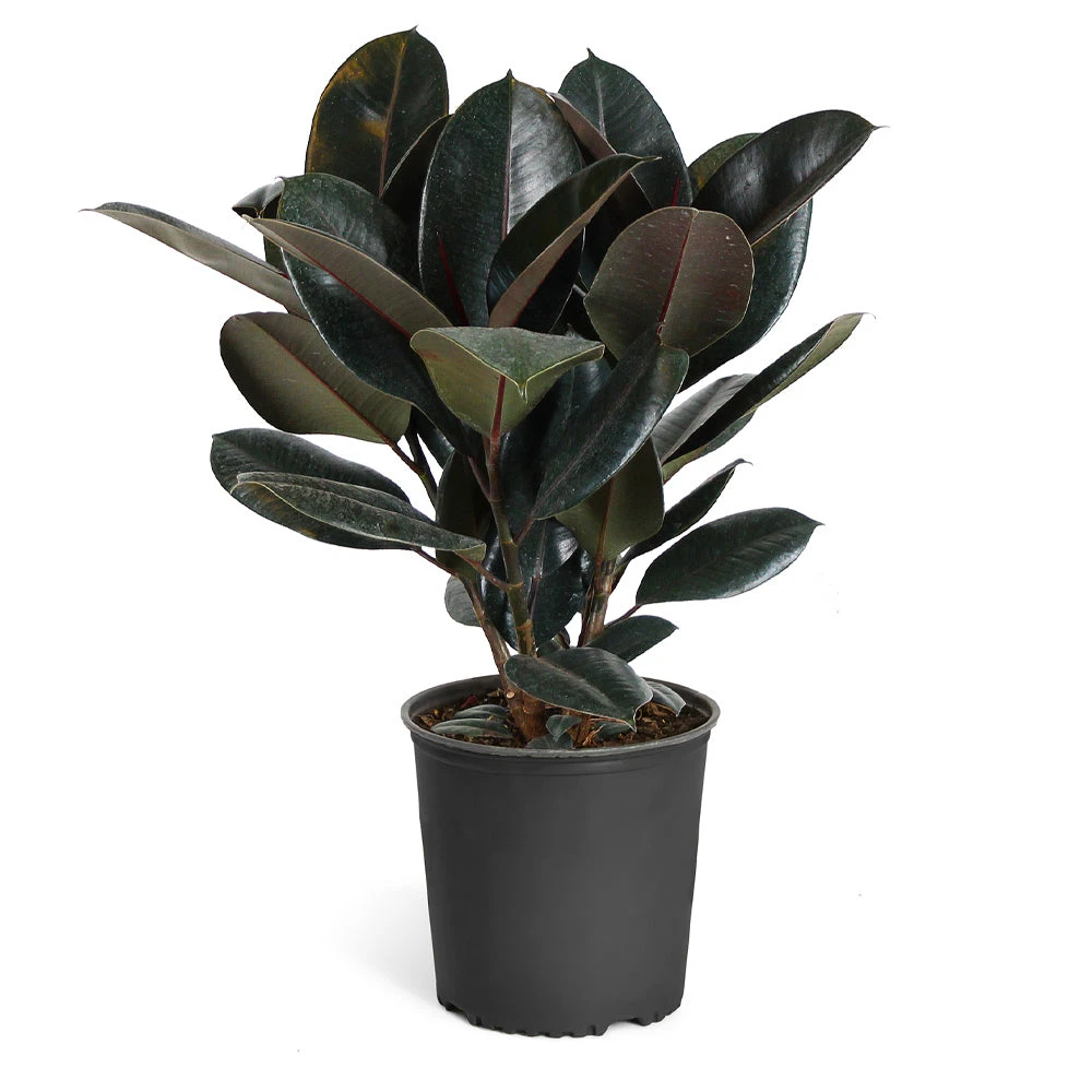 Brighter Blooms House & Patio Rubber Tree Plant 4 Brighter Blooms House & Patio Rubber Tree Plant