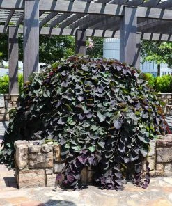 Brighter Blooms Ruby Falls Redbud Tree Flowering Trees 7 Brighter Blooms Ruby Falls Redbud Tree Flowering Trees