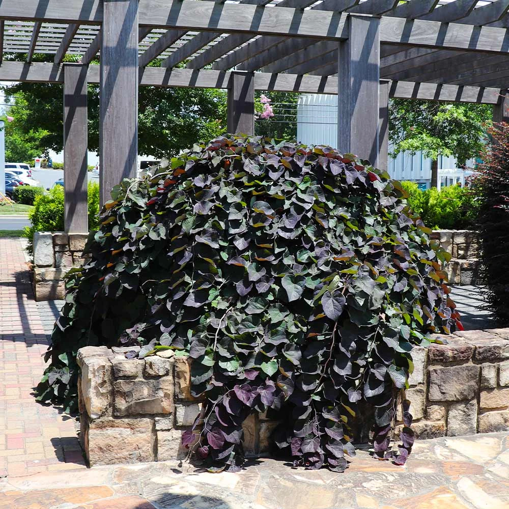 Brighter Blooms Ruby Falls Redbud Tree Flowering Trees 3 Brighter Blooms Ruby Falls Redbud Tree Flowering Trees