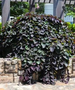 Brighter Blooms Ruby Falls Redbud Tree Flowering Trees