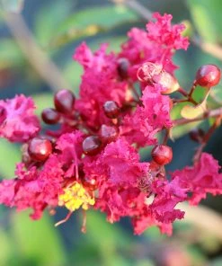 Brighter Blooms Ruby Prince™ Emerald Empire® Crape Myrtle Tree Flowering Trees 9 Brighter Blooms Ruby Prince™ Emerald Empire® Crape Myrtle Tree Flowering Trees