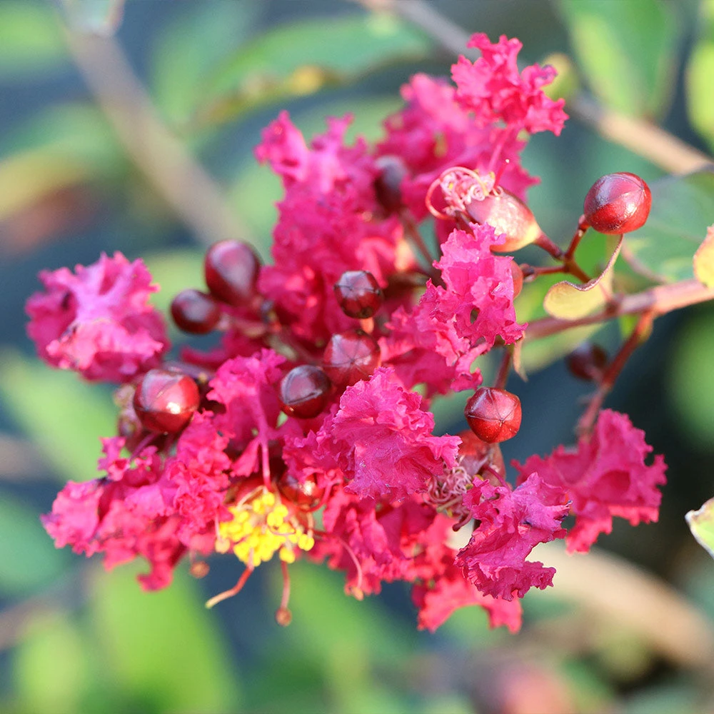 Brighter Blooms Ruby Prince™ Emerald Empire® Crape Myrtle Tree Flowering Trees 5 Brighter Blooms Ruby Prince™ Emerald Empire® Crape Myrtle Tree Flowering Trees