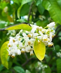 Brighter Blooms Ruby Red Grapefruit Tree 8 Brighter Blooms Ruby Red Grapefruit Tree