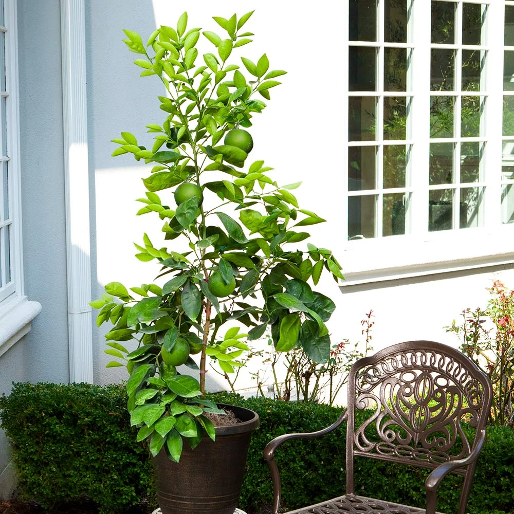 Brighter Blooms Ruby Red Grapefruit Tree New Trees 5 Brighter Blooms Ruby Red Grapefruit Tree New Trees