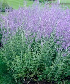 Brighter Blooms Russian Sage Ornamental Grasses
