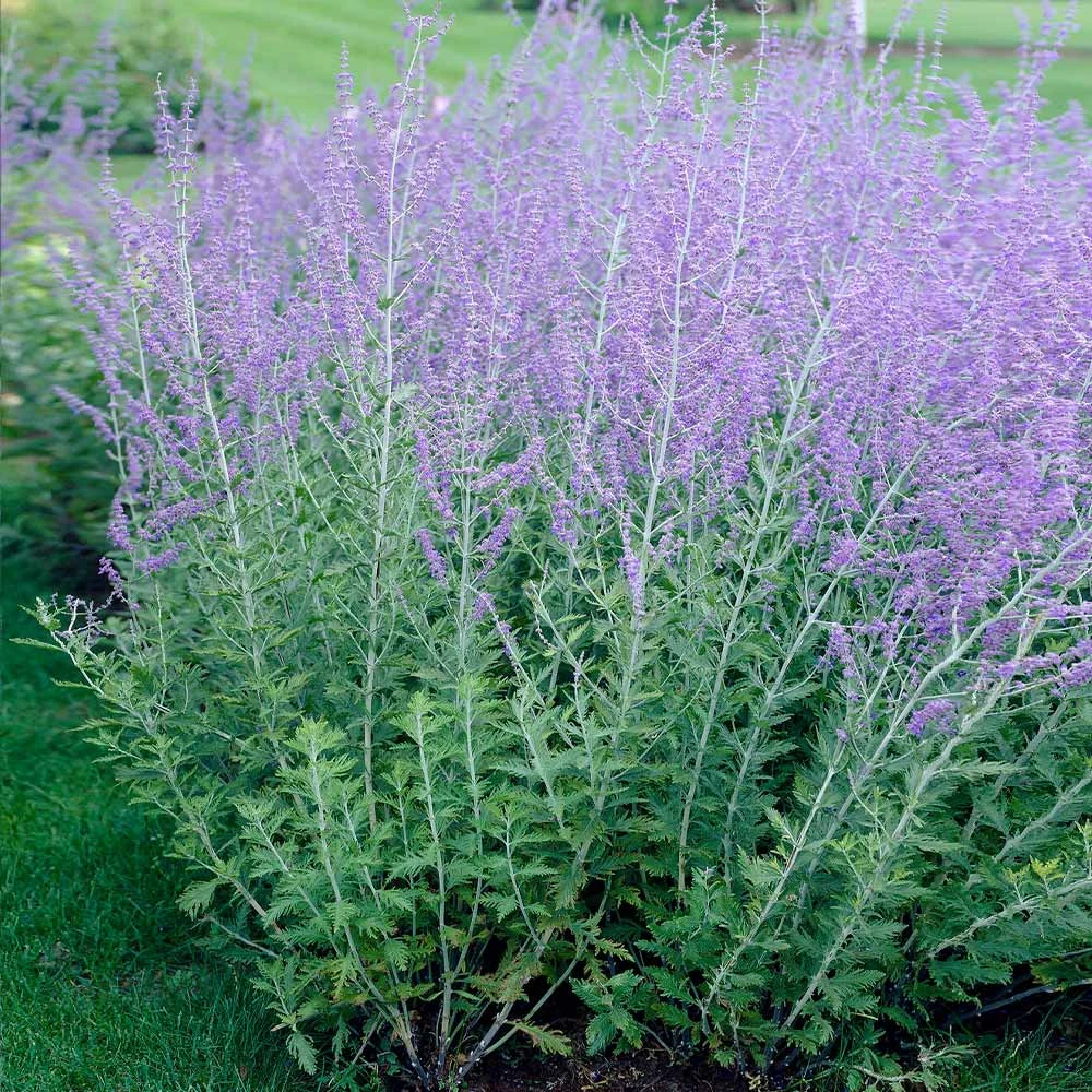 Brighter Blooms Russian Sage Ornamental Grasses 2 Brighter Blooms Russian Sage Ornamental Grasses