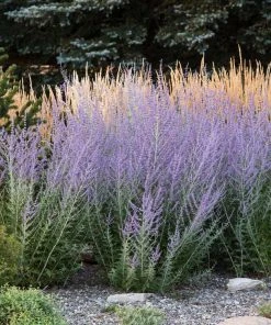 Brighter Blooms Russian Sage Ornamental Grasses 5 Brighter Blooms Russian Sage Ornamental Grasses