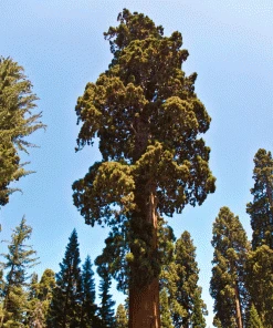 Brighter Blooms Sequoia Tree